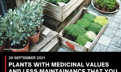 PLANTS WITH MEDICINAL VALUES AND LESS MAINTAINANCE THAT YOU CAN EASILY GROW AT YOUR HOME