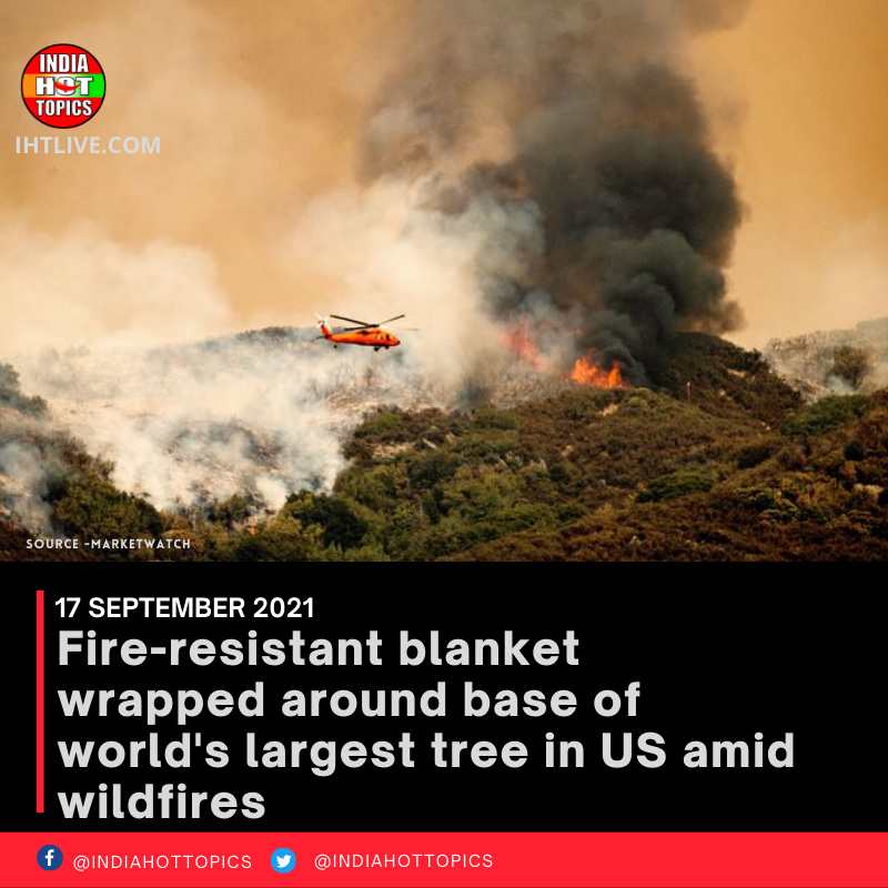 Fire-resistant blanket wrapped around base of world’s largest tree in US amid wildfires