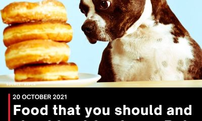 Food that you should and should not feed your Pets