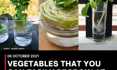 VEGETABLES THAT YOU CAN EASILY REGROW AT YOUR HOME